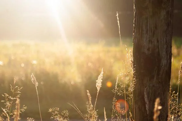 Rx Likewise - GLP-1 cost calculator and medication guide: real cost, alternatives, and legitimacy